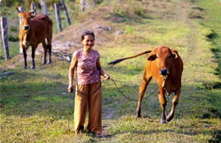 Vietnamesische Bäuerin im Kuh-Bank-Projekt