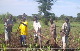 Bauern und Studenten in Mandi, Südsudan, bei der Feldarbeit