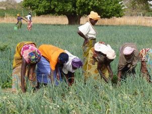 Frauen in Burkina Faso bei der Feldarbeit