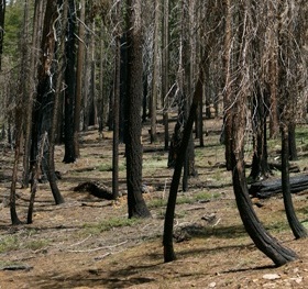 Verbrannte Bäume