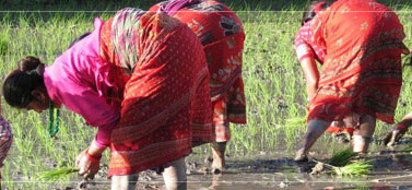 Frauen in Nepal pflanzen Reissetzlinge