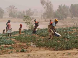 Frauen und Kinder im Niger bei der Gartenarbeit