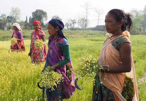 Nepal: Mehr als Verdoppelung des Familieneinkommens durch Anbau von Kamille 
