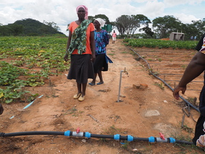 Frauen bei der Arbeit in einem Gemeinschaftsgarten mit Tropfbewässerung