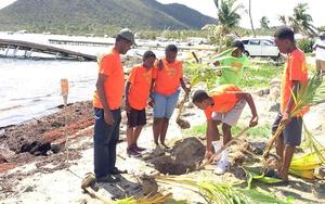 Pflanzungen von Kokospalmen auf Tortola/Karibik