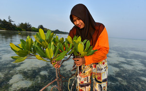 «Brot für alle» pflanzt in Indonesien Mangrovenbäume gegen steigende Fluten 
