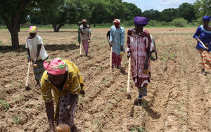 Frauen in Mali beim Anbau klimaresistenter Pflanzen