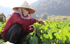 In Laos hilft ADRA den Kleinbäuerinnen mit klimaresilienten Anbautechniken und klimaangepasstem Saatgut ihre Ernten zu steigern.