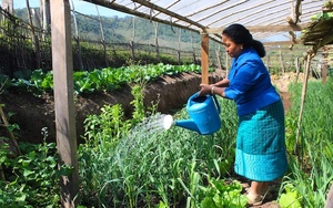 Symbolbild: USAID hat auch landwirtschaftliche Projekte finanziert, denen nun die Mittel fehlen. 