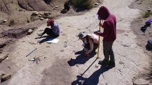 Bei der Untersuchung der Dinosaurier-Fussabdrücke.
